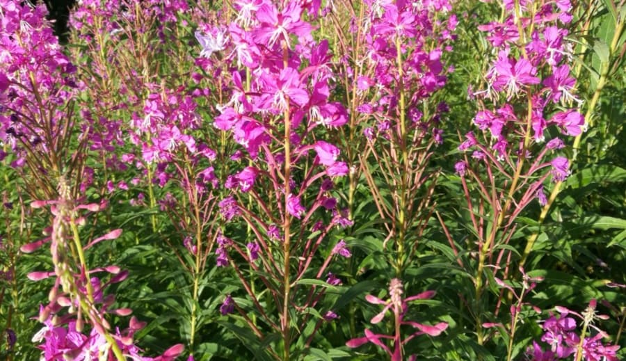 Vårens magi runt sierskans stuga